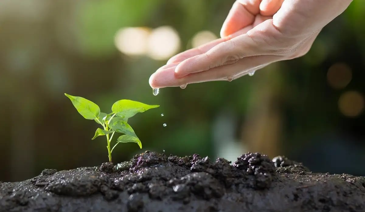 En närbild av en liten grön planta som växer i mörk, fuktig jord. En hand ovanför plantan droppar vatten på den.