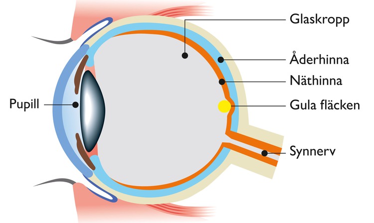 Illustration av öga i genomskärning.
