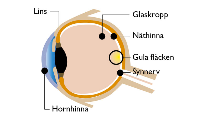En illustration av ögat i genomskärning.