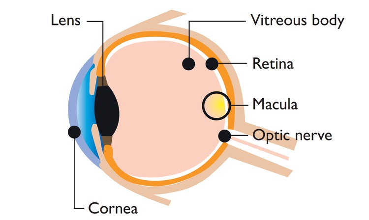  An illustration of the eye in cross section.