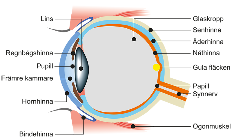 Ögats delar - S:t Eriks Ögonsjukhus