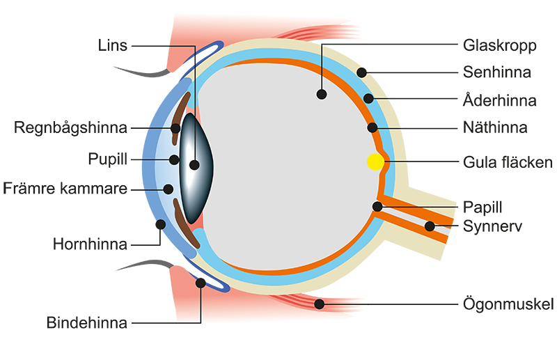 En grafisk bild på ett öga i genomskärning.